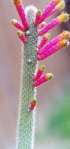 cleitocactus_farrarii_1